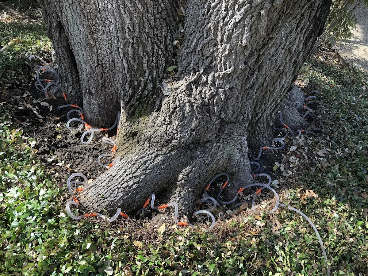 Detailed Tree Cabling and Bracing job site in Edisto Island