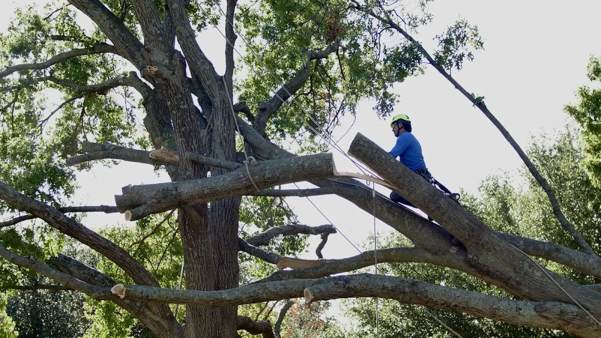 Professional Crown Thinning performed by certified arborists in Edisto Island