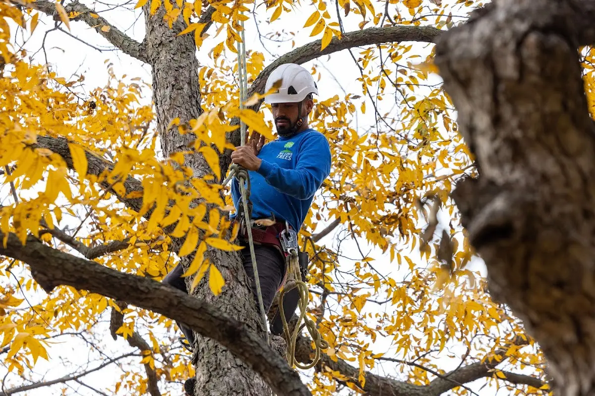 Skilled Tree Pruning crew working in Edisto Island